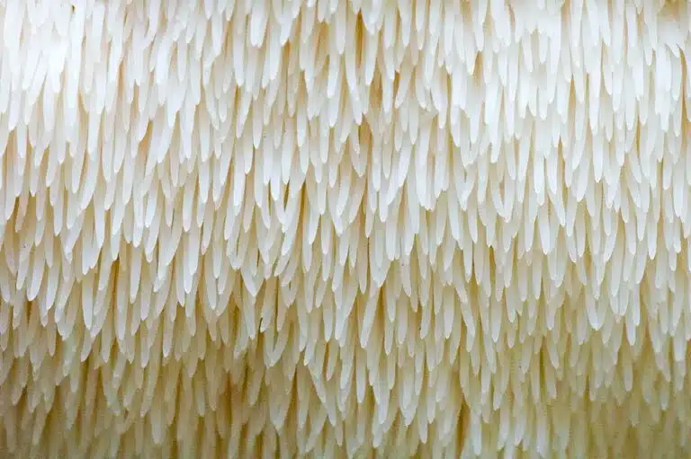 Lion's Mane Functional Mushroom