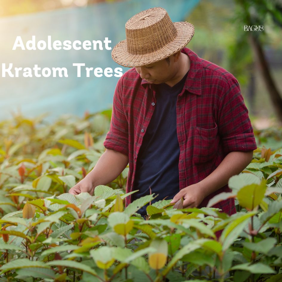 Indonesian farmer growing kratom trees