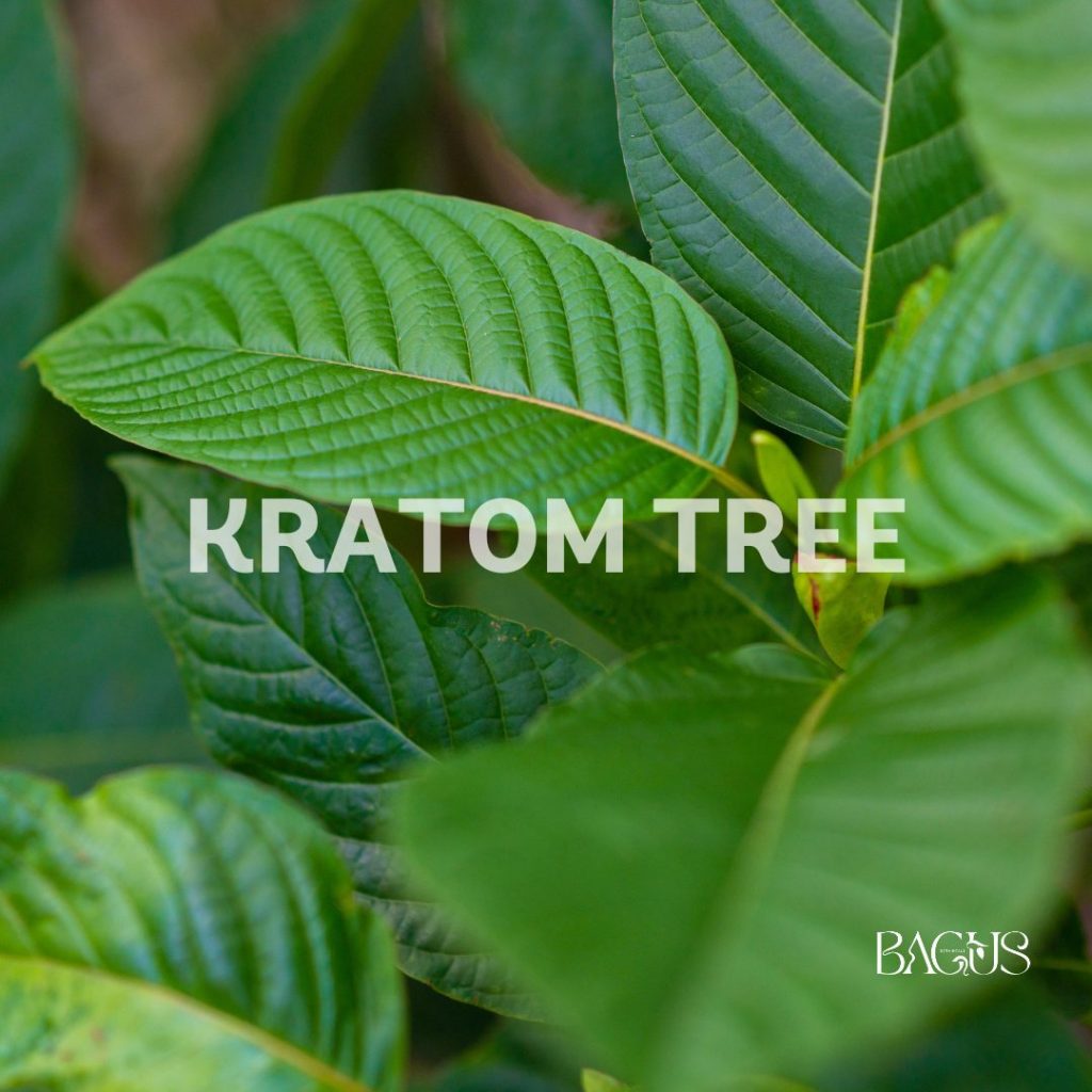 kratom tree in Borneo