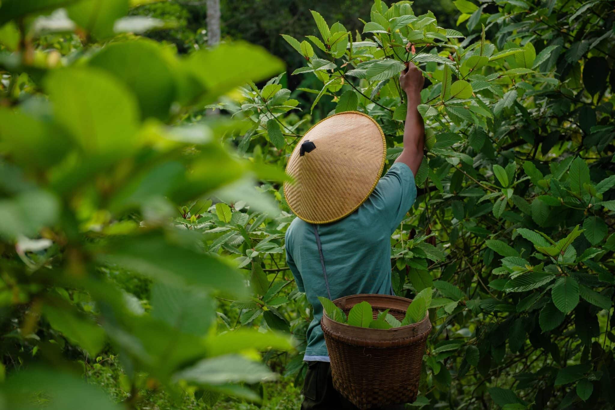 A farmer harvesting kratom leaves in a lush Southeast Asian plantation, showcasing the traditional cultivation of Mitragyna speciosa, a plant valued for its natural benefits.
