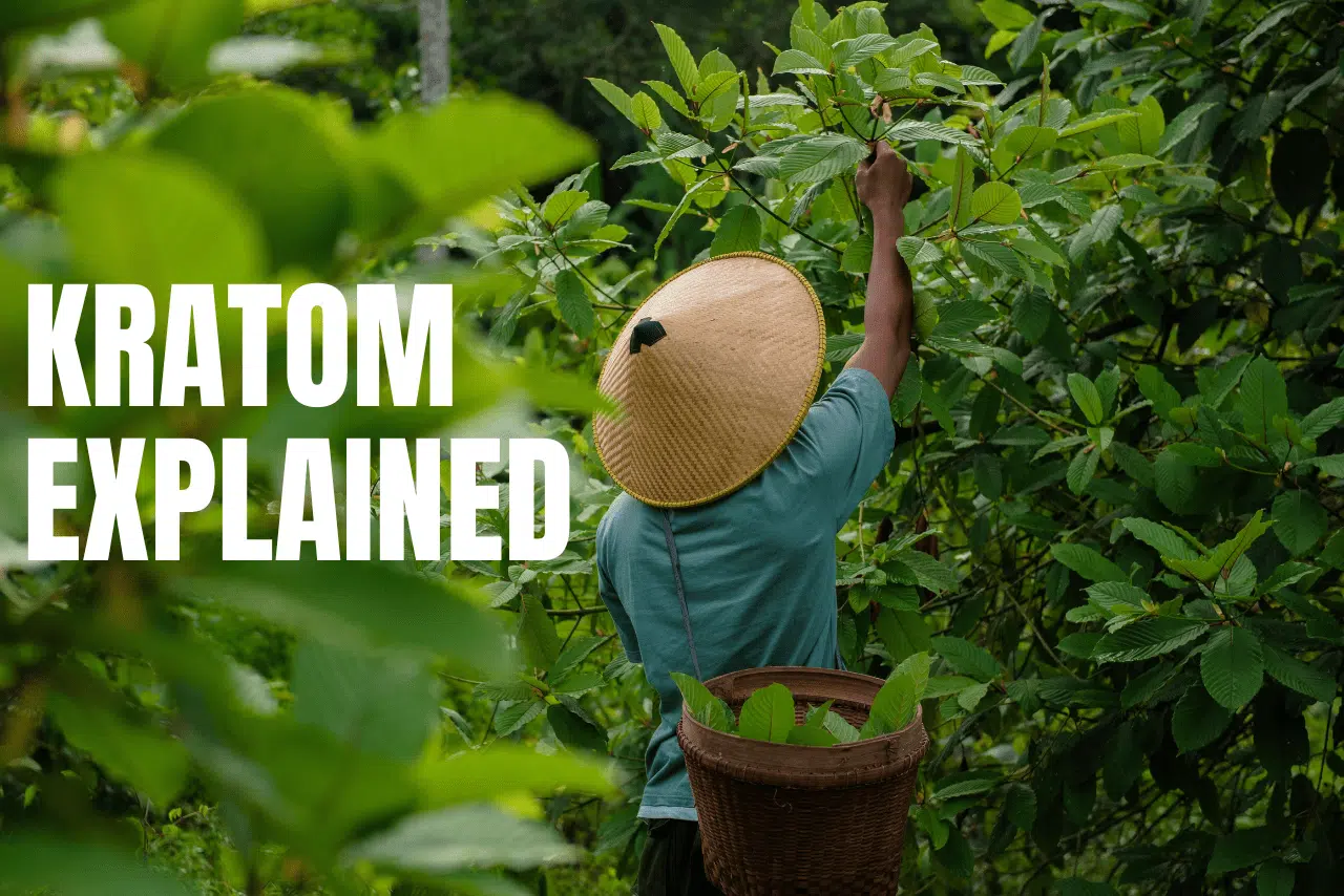 A farmer harvesting kratom leaves in a lush Southeast Asian plantation, showcasing the traditional cultivation of Mitragyna speciosa, a plant valued for its natural benefits.