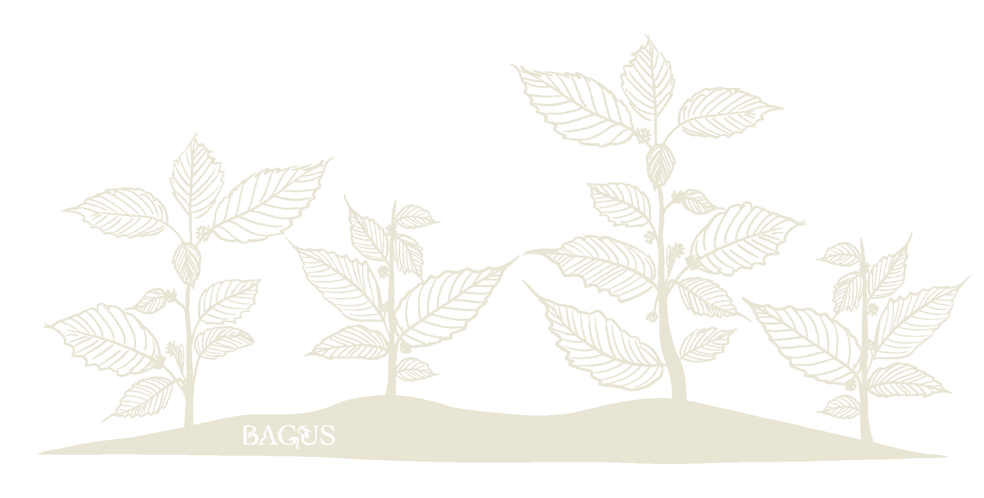 kratom