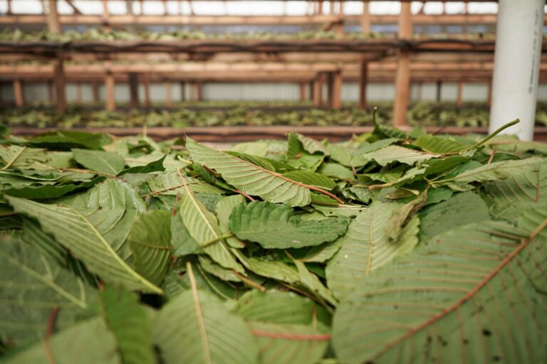 Freshly harvested kratom leaves drying in a traditional Indonesian facility, showcasing sustainable kratom production and ethical sourcing practices for premium green vein kratom.