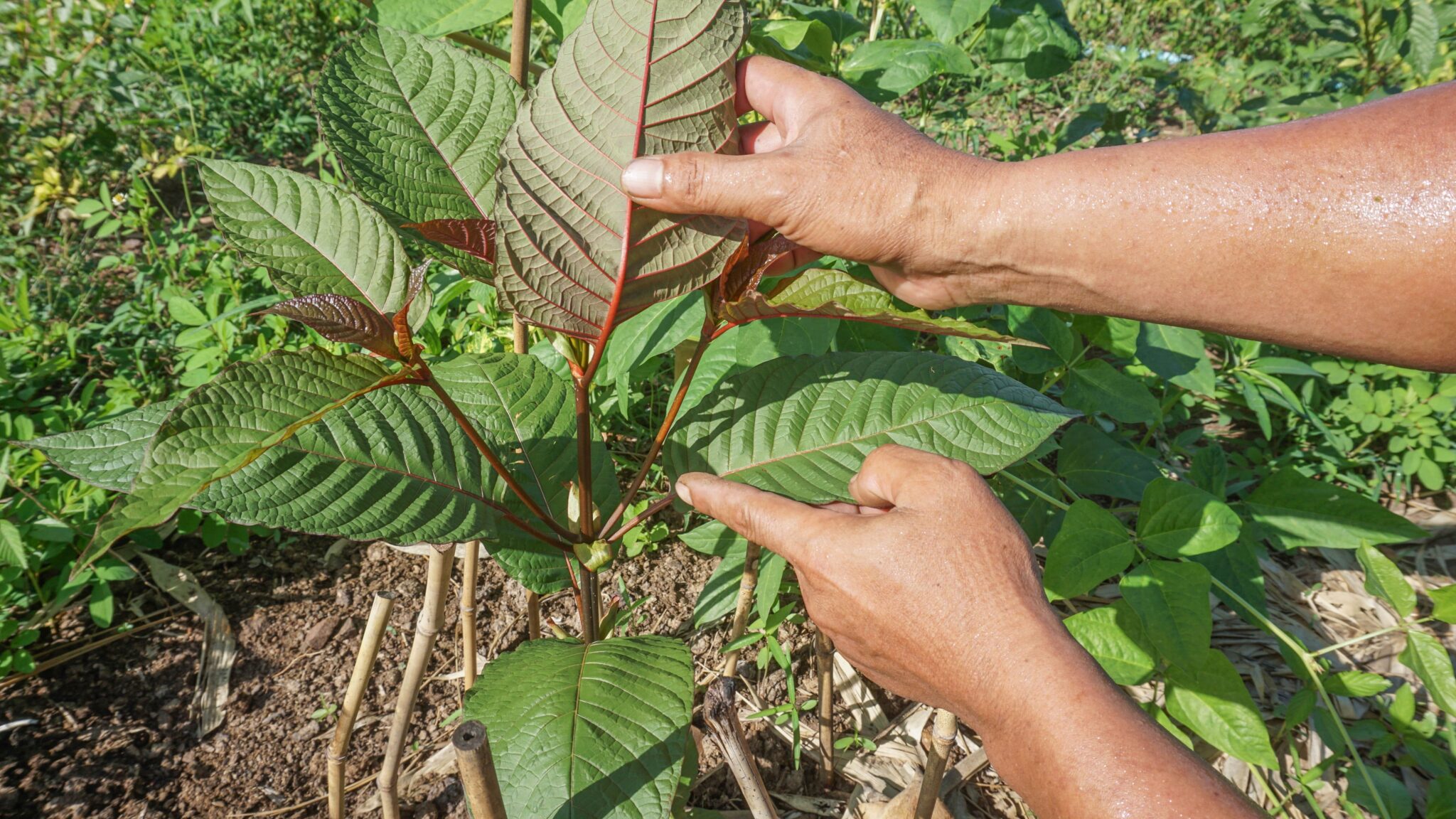 Hands examining a young red vein kratom plant in a sustainable farm in Borneo, highlighting the reddish stems and healthy leaf structure.