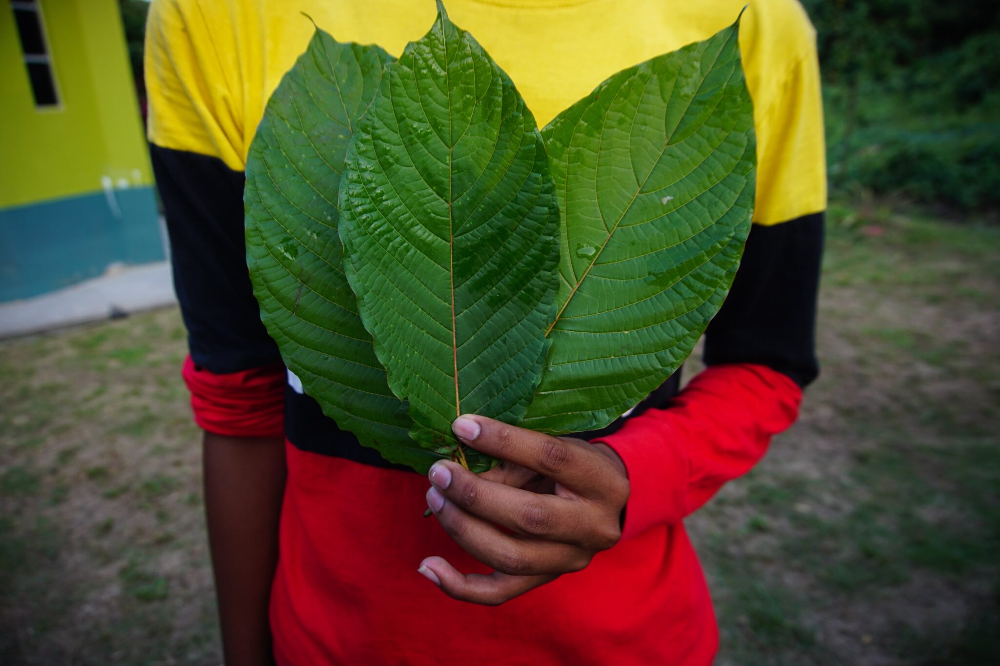 A farmer holding three large, fresh kratom leaves outdoors, symbolizing clean, natural, and ethically sourced kratom harvested in its raw, unprocessed form.
